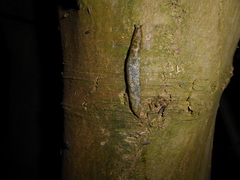 Limacus