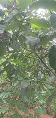 Persea americana