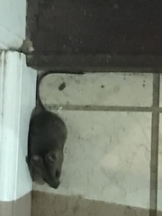 Apodemus sylvaticus