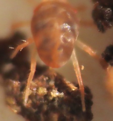 Bdellidae