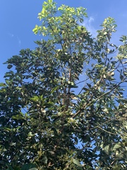 Persea americana