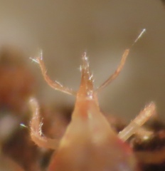 Bdellidae