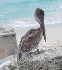 Pelecanus occidentalis