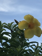 Allamanda