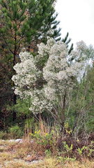 Baccharis neglecta