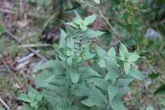 Vernonia baldwinii