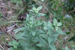 Vernonia baldwinii