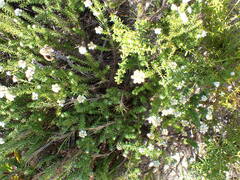 Helichrysum teretifolium