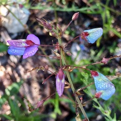 Desmodium paniculatum