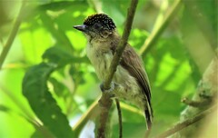 Picumnus granadensis