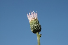 Cirsium nuttallii