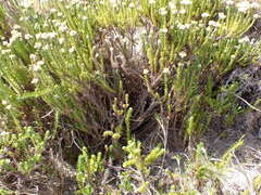 Helichrysum teretifolium