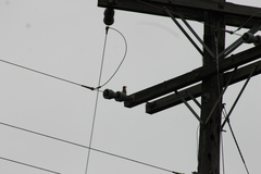 Melanerpes carolinus