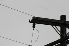 Melanerpes carolinus