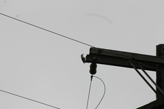 Melanerpes carolinus