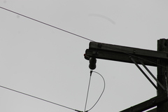 Melanerpes carolinus