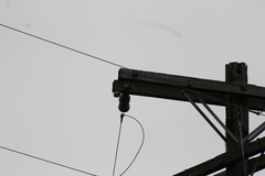 Melanerpes carolinus