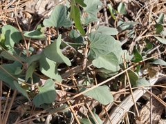 Calystegia atriplicifolia buttensis
