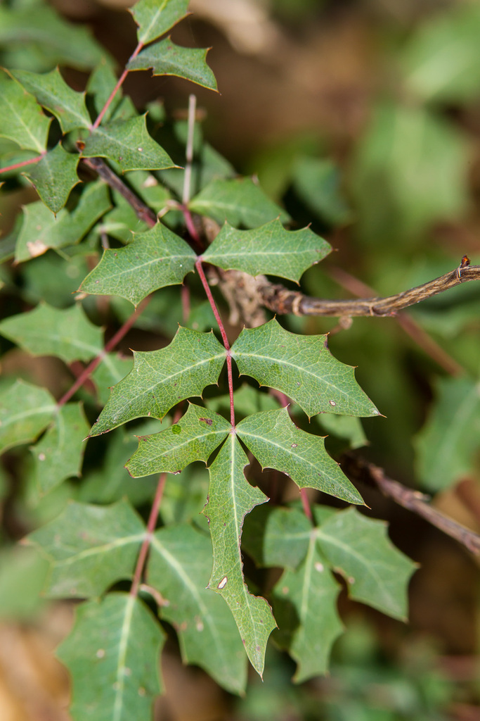 Texas Barberry