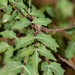 Texas Barberry - Photo (c) Greg Lasley, some rights reserved (CC BY-NC), uploaded by Greg Lasley