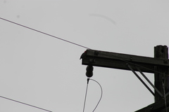 Melanerpes carolinus