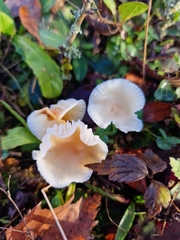 Cuphophyllus virgineus