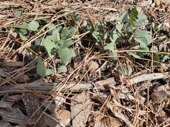 Calystegia atriplicifolia buttensis
