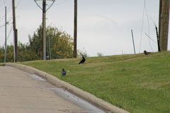 Corvus brachyrhynchos