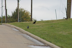 Corvus brachyrhynchos