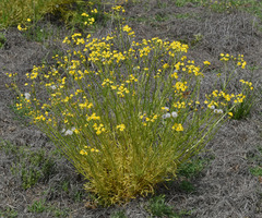 Senecio brigalowensis