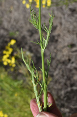 Senecio brigalowensis