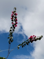 Bougainvillea glabra