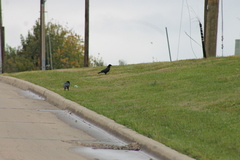 Corvus brachyrhynchos