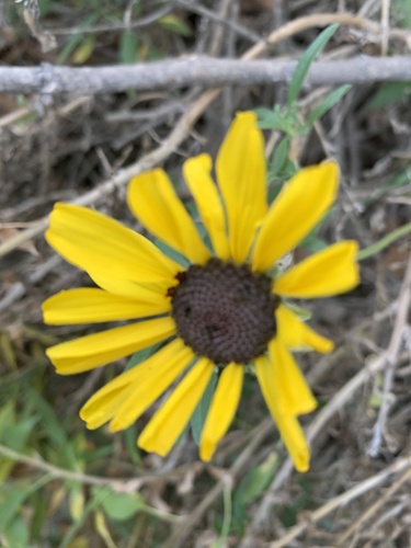 iNaturalist observation photo of California brittlebush