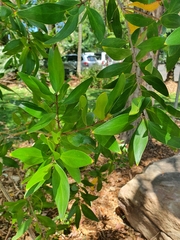 Persoonia stradbrokensis
