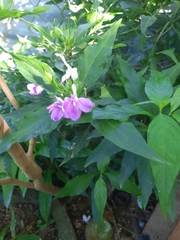 Brunfelsia pauciflora