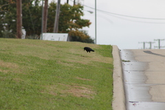 Corvus brachyrhynchos