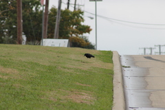 Corvus brachyrhynchos