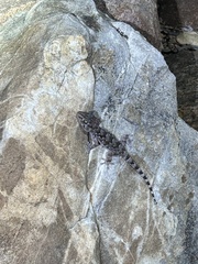 Chondrodactylus turneri