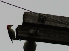 Melanerpes carolinus
