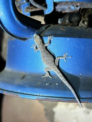 Lygodactylus stevensoni