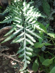 Pteridoideae