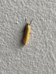 Philobota protecta