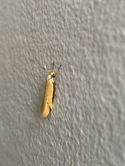 Philobota protecta