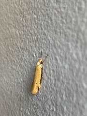 Philobota protecta