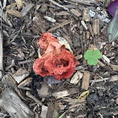 Clathrus crispus