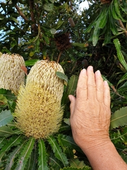 Banksia aemula
