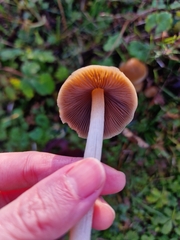 Candolleomyces candolleanus