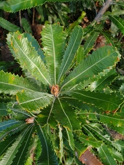 Banksia aemula