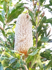 Banksia aemula